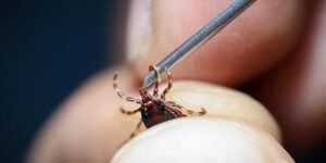 Bakanlık Açıkladı: Türkiye’de Kene Yoğunluğu Yükseldi mi?