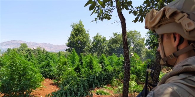 Diyarbakır’da 12 Milyon Kök Kenevir Ele Geçirdi