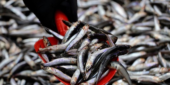 Hamsi, Türkiye denizlerinin değişmeyen lideri