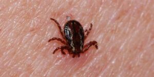 İBB’den Kenelere Karşı Ağır Uğraş