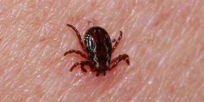 İBB’den Kenelere Karşı Ağır Uğraş