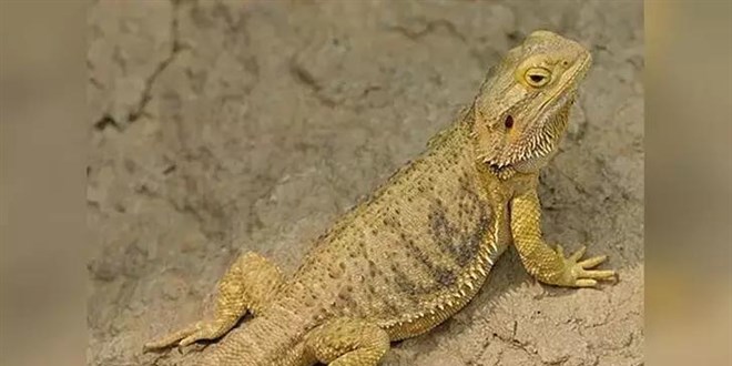 İnternetten ‘sakallı ejder’ satışına 60 bin 187 lira ceza