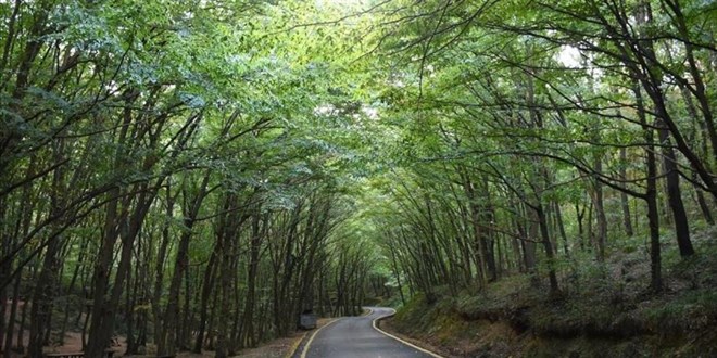 İstanbul’da ormanlık alanlara girişler yasaklandı
