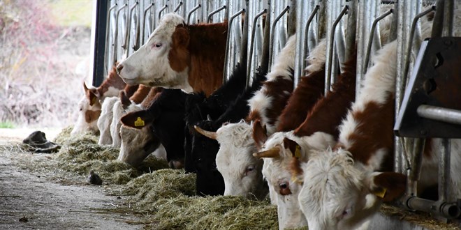 ‘Kurban Bayramı’nda 3 milyonu aşkın kurbanlık kesildi’