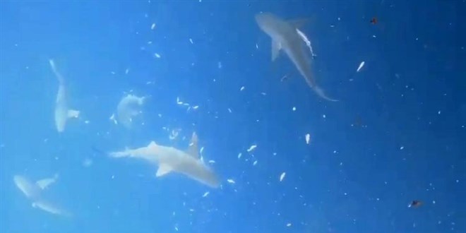 Marmara Denizi’nde köpek balığı popülasyonu azaldı