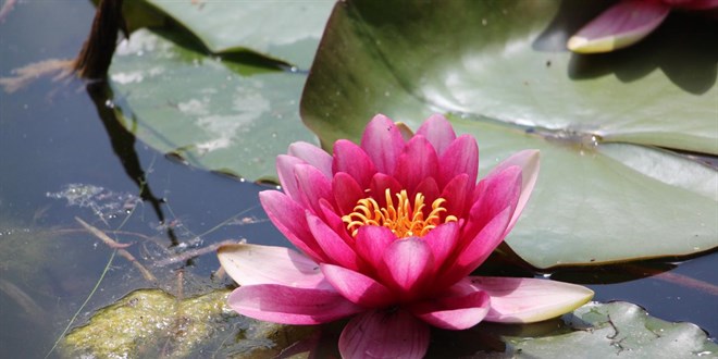 Nilüferi koparmanın cezası 557 bin lira