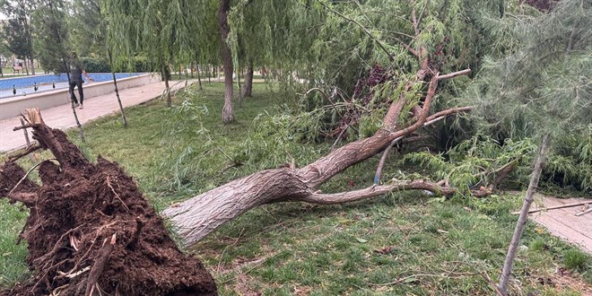 Siirt’te kuvvetli rüzgar ağaçları devirdi, çatıları uçurdu