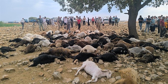 Şırnak’ta yıldırım düştü, 95 hayvan telef oldu