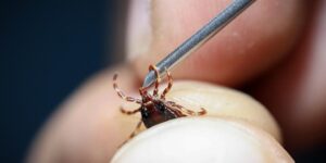 Sivas’ta Kene Isırığı Sonrası Hastaneye Kaldırılan Bayan Vefat Etti