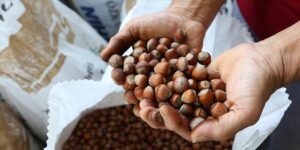 TMO 10 bin ton kabuklu fındığın satışını yapacak