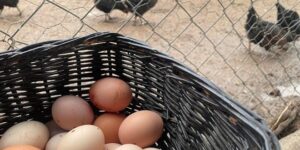 Yumurta Üretimi 6 Aydır Düşüyor: 330 Milyon Adetlik Kayıp