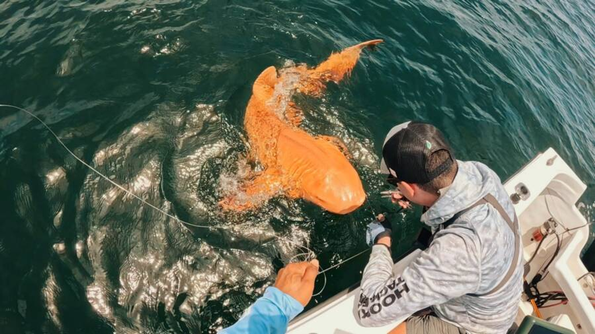 Dünyanın en garip canlılarından: Turuncu köpek balığı görüldü